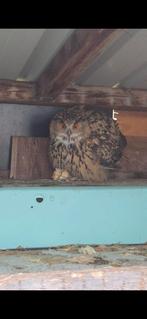 Europese oehoe, Dieren en Toebehoren