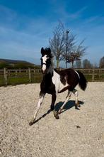 Bonte jaarling uit prestatielijn, Dieren en Toebehoren, Paarden, Springpaard, Gechipt, 0 tot 2 jaar, Hengst