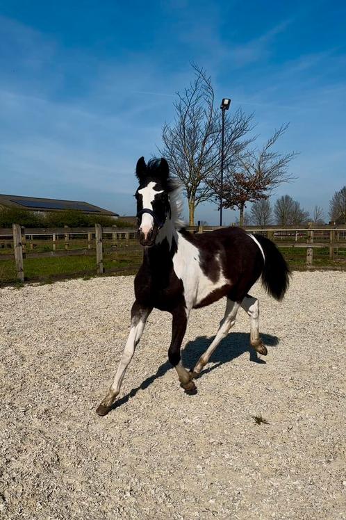 Bonte jaarling uit prestatielijn, Dieren en Toebehoren, Paarden, Hengst, Onbeleerd, 160 tot 165 cm, 0 tot 2 jaar, Springpaard