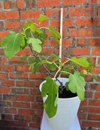 Vijgenboom Ficus Carica, Ophalen, Minder dan 100 cm, In pot, Herfst