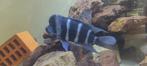 Frontosa, Animaux & Accessoires, Poissons | Poissons d'aquarium