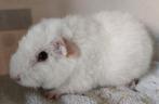 Rex beertje wit donkeroog, Dieren en Toebehoren, Mannelijk, Cavia, Tam