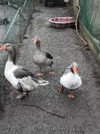 Ganzen, Meerdere dieren, Gans of Zwaan