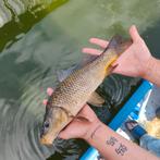 Karper per stuk of meerdere, Dieren en Toebehoren
