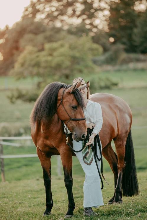 10-jarige merrie, Dieren en Toebehoren, Paarden, Merrie