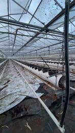 Teeltgoten aardbeien, Ophalen