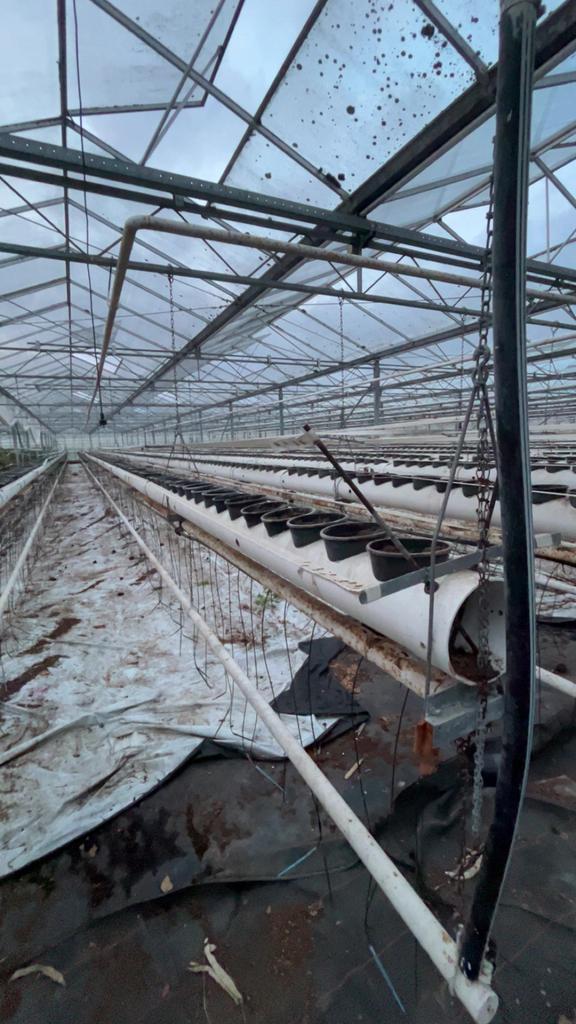 Teeltgoten aardbeien, Zakelijke goederen, Landbouw | Aardappelen, Groenten, Fruit en Vlees, Ophalen