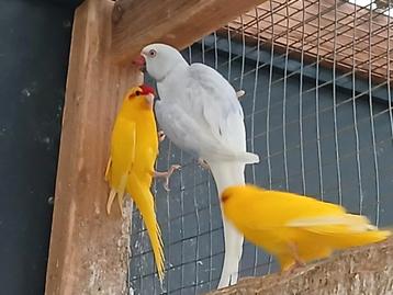 Kakariki geel/geelbont ook geel of  gezoomd in gvh  beschikbaar voor biedingen