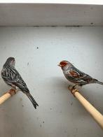 Agaat Rood Mozaiëk koppel(s) GEZOCHT!!!, Dieren en Toebehoren, Vogels | Kanaries