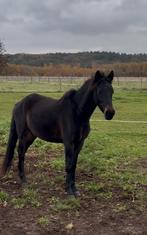 Jonge springpony!, Dieren en Toebehoren, Merrie, Gechipt, Springpony, 3 tot 6 jaar