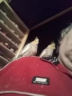 2 handtamme valkparkieten poppen (DNA getest), Dieren en Toebehoren, Vogels | Parkieten en Papegaaien, Vrouwelijk, Parkiet, Geringd