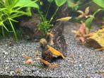 Orange Sakura garnalen - Neocaridina davidi, Kreeft, Krab of Garnaal, Zoetwatervis, Schoolvis
