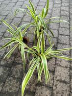 graslelie, Ophalen, In pot