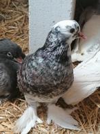 Mooi jong sierduifje, Animaux & Accessoires, Oiseaux | Pigeons