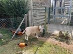 Jonge ooi, Vrouwelijk, Schaap, 0 tot 2 jaar