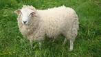 schapen, Dieren en Toebehoren, Schapen, Geiten en Varkens, Meerdere dieren, Schaap