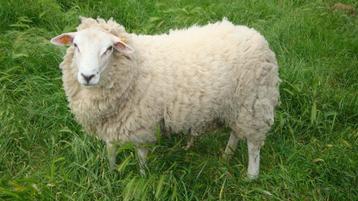 schapen beschikbaar voor biedingen