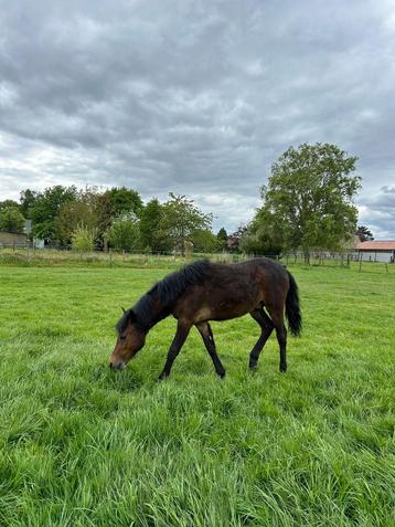 1-jarige New Forest hengst beschikbaar voor biedingen