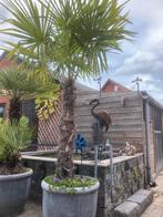 Waaierpalm, Tuin en Terras, Planten | Tuinplanten, Ophalen