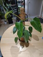 philodendron white princess, Huis en Inrichting, Kamerplanten, Ophalen