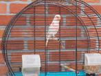 kanarieman met kooi, Dieren en Toebehoren