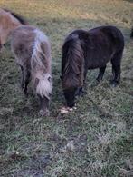 amha paardjes, Dieren en Toebehoren, Pony's, Merrie, Niet van toepassing, 0 tot 2 jaar, A pony (tot 1.17m)