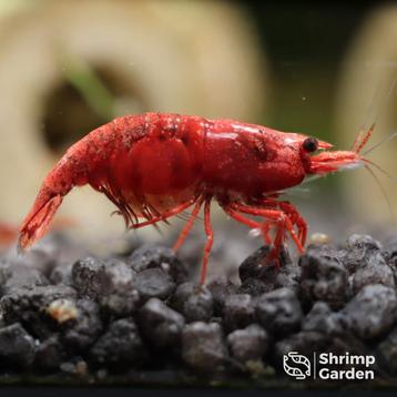 Red Sakura garnalen (Neocaridina) 