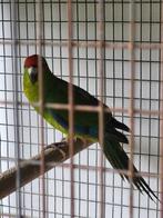 Kakariki (1 groene man + 1 groenbonte pop), Meerdere dieren, Parkiet