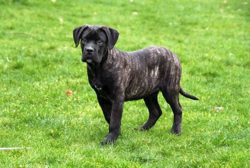 Cane Corso pups te koop - Belgisch, Dieren en Toebehoren, Honden | Bulldogs, Pinschers en Molossers, Meerdere dieren, Overige rassen