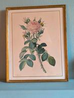 Redouté, botanische illustratie, Antiek en Kunst, Ophalen of Verzenden