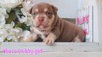 Exclusive Unieke American Bully Pups, Hépatite contagieuse (maladie de Rubarth), Autres races, Plusieurs, Belgique