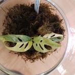 monstera adansonii aurea variegata, Enlèvement