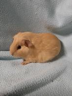 Lief crème cavia beertje, Dieren en Toebehoren, Knaagdieren, Mannelijk, Cavia, Tam