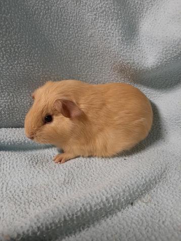 Lief crème cavia beertje beschikbaar voor biedingen