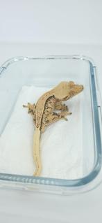 1.0 Extreme Tricolor wimpergekko man, Dieren en Toebehoren, Reptielen en Amfibieën, Hagedis, Tam, 0 tot 2 jaar