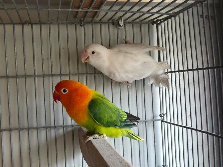 Vijf koppels Fischeri opaline pale fallow 2024, Dieren en Toebehoren, Vogels | Parkieten en Papegaaien