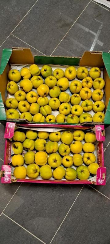 Mooie biologische kweeperen 11 kg beschikbaar voor biedingen