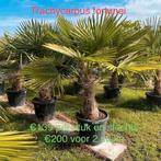 Palmbomen en olijfbomen laatste weken actie!, Tuin en Terras, Planten | Bomen, Ophalen of Verzenden