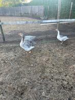 Ganzen koppel, Dieren en Toebehoren, Pluimvee