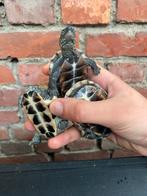 3 kleine driekielschildpadjes, Dieren en Toebehoren, Schildpad, 0 tot 2 jaar
