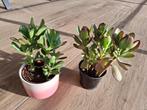 Crassula of jadeplant, Huis en Inrichting, Kamerplanten, Ophalen