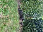 Kruising zijdehoen en cochin kriel kippen, Dieren en Toebehoren, Pluimvee, Geslacht onbekend, Kip