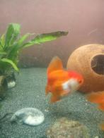 Oranda telescoopoog sluierstaart, Dieren en Toebehoren, Vissen | Aquariumvissen, Vis, Zoetwatervis