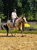 Knappe paint ruin, Dieren en Toebehoren, Minder dan 160 cm, Gechipt, Ruin, Zadelmak