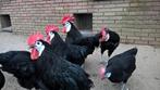 broedeieren spaanse witwang (groot ras), Dieren en Toebehoren, Pluimvee, Geslacht onbekend, Kip