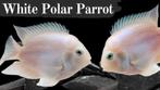 4 stuks Platinum polar white parrot cichlide (Zuid-Amerika), Vis, Zoetwatervis, Schoolvis