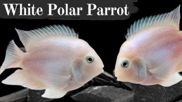 4 stuks Platinum polar white parrot cichlide (Zuid-Amerika) beschikbaar voor biedingen