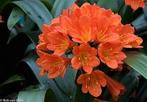 Sint-Jozefplant (Clivia), Bloeiende kamerplant, Ophalen, In pot