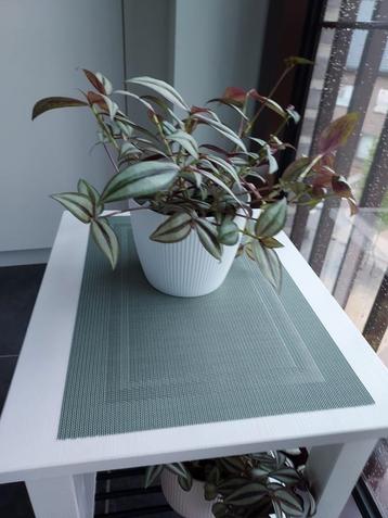 Kamerplant MET buitenpot  beschikbaar voor biedingen