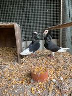 Koppel capucijn duiven, Dieren en Toebehoren, Vogels | Duiven, Meerdere dieren, Overige soorten